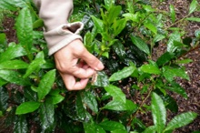 Tea picking